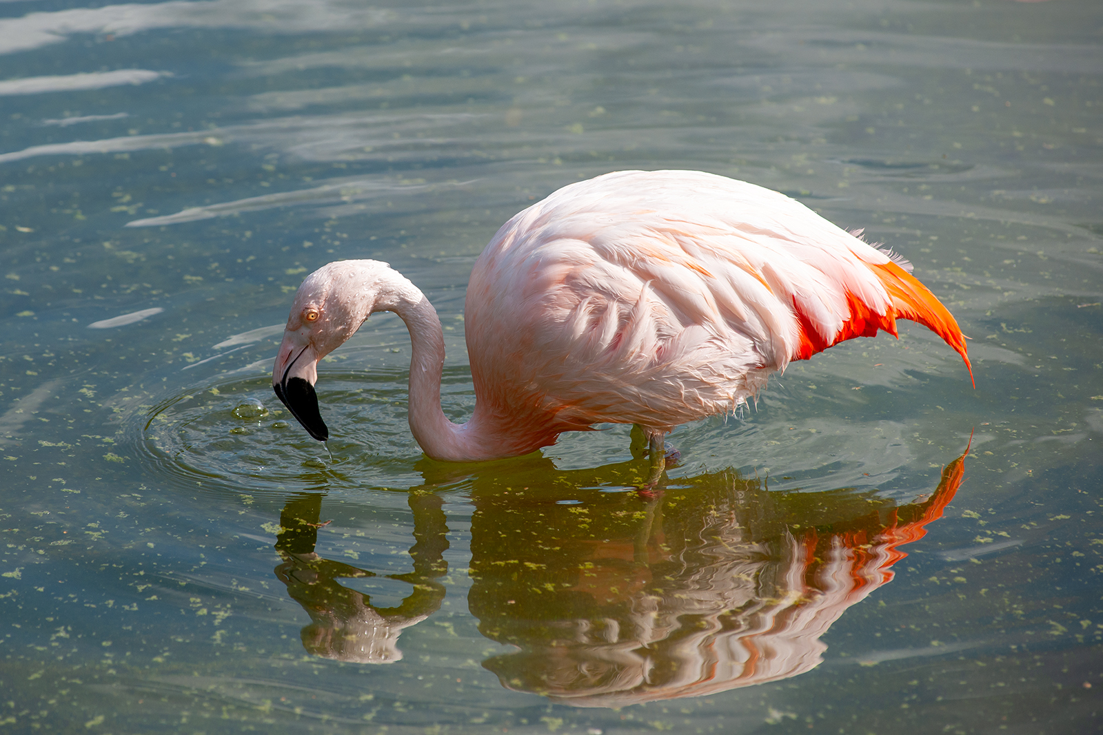 Flamingo