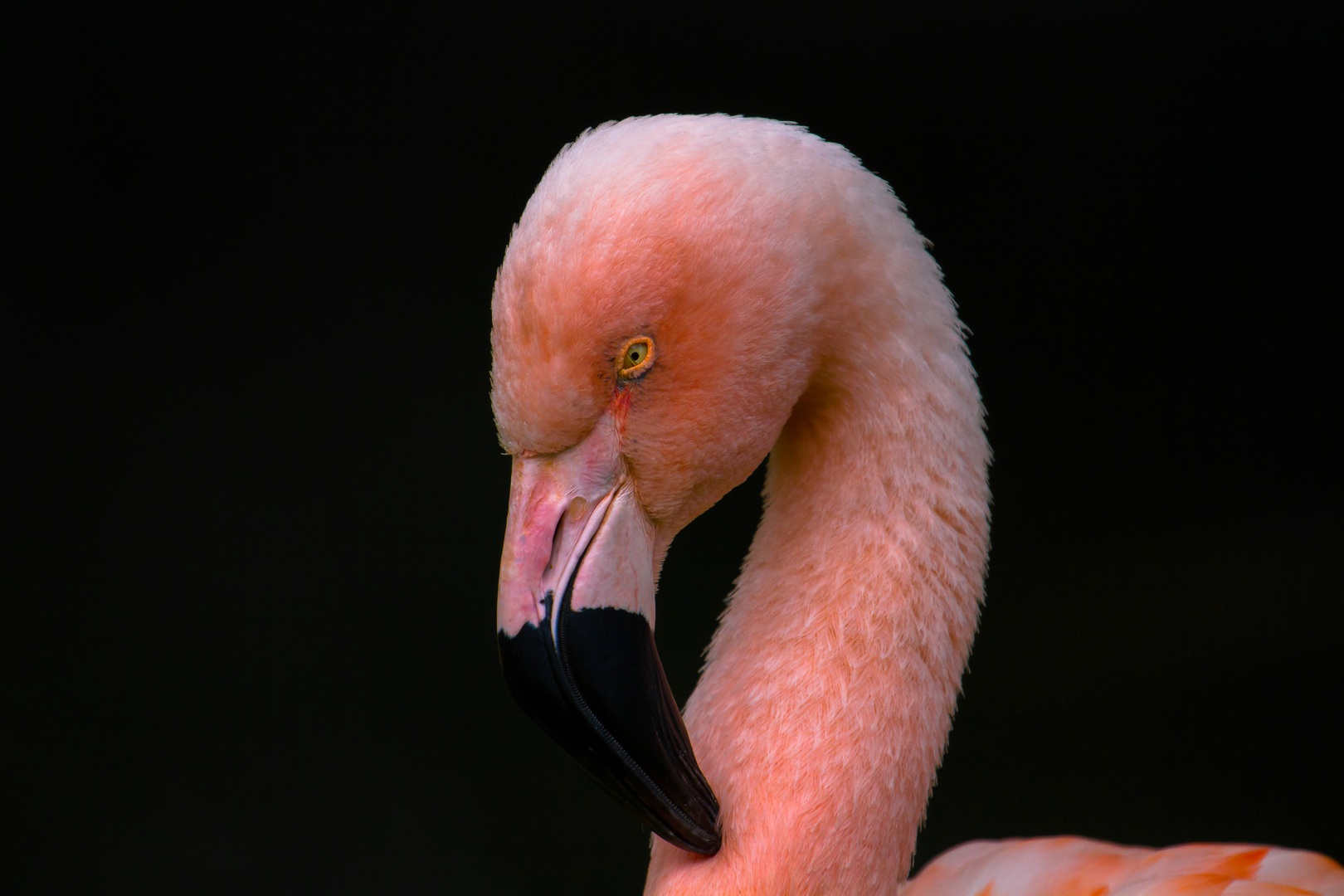 Flamingo