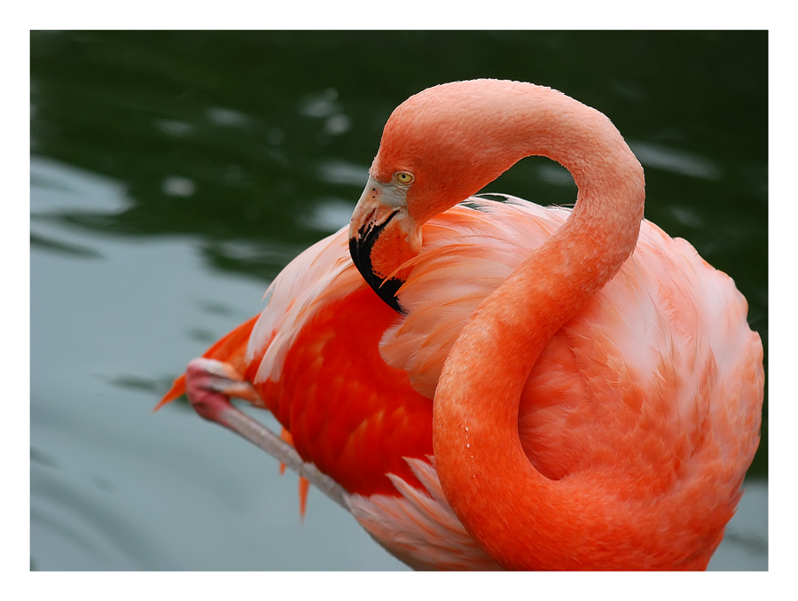 Flamingo