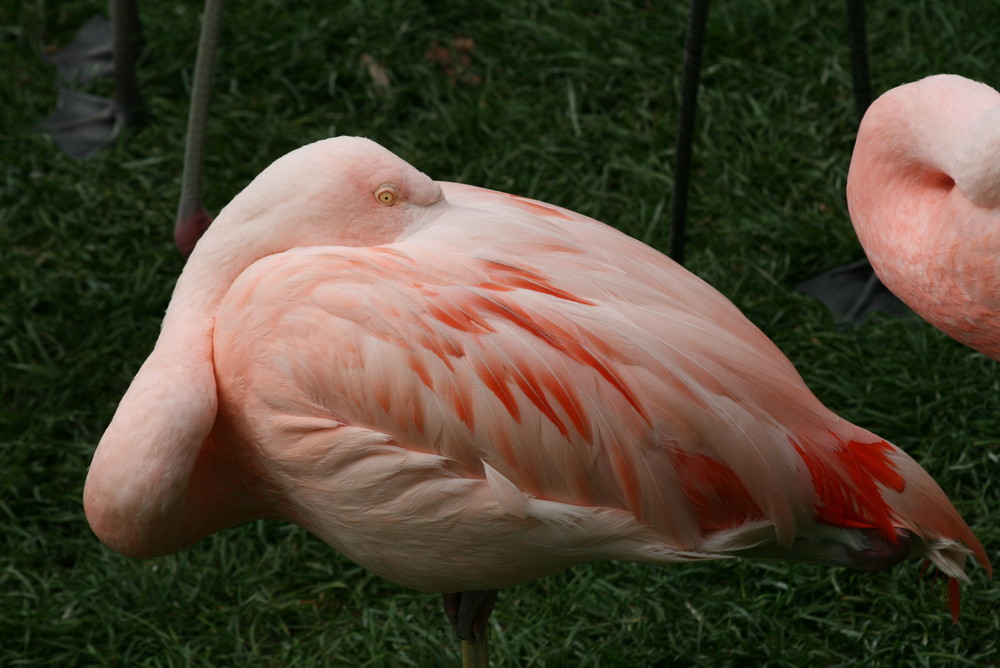 Flamingo