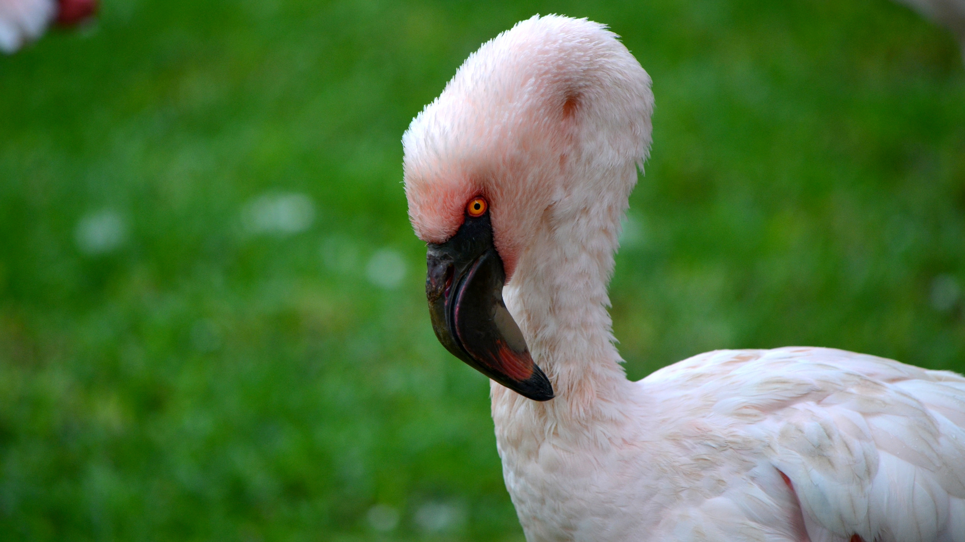 Flamingo Baby