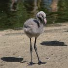 Flamingo-Baby