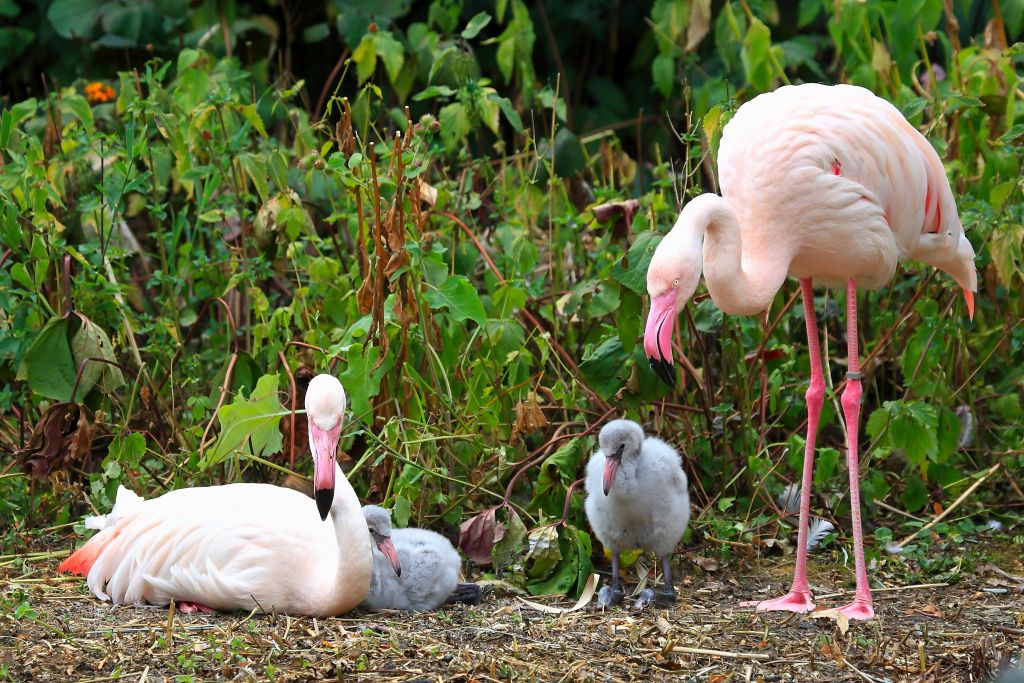 Flamingo Babys