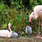 Flamingo Babys