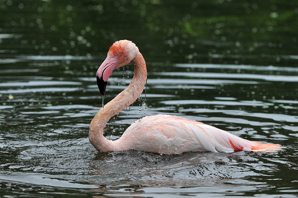 Flamingo - Baden