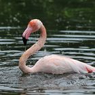 Flamingo - Baden