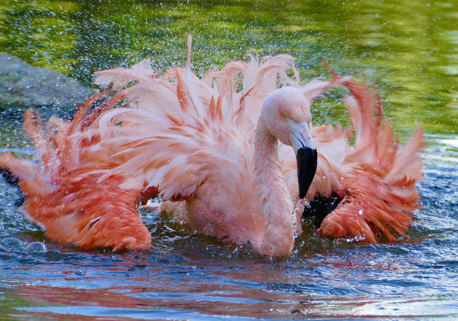 Flamingo Badespass