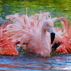 Flamingo Badespass