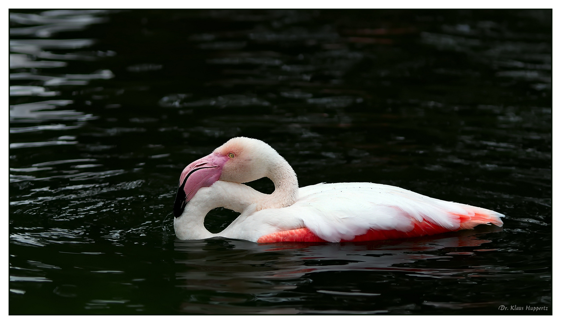 Flamingo-Badetag  -1-