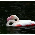 Flamingo-Badetag  -1-