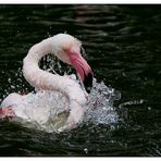 Flamingo-Badetag  -2-
