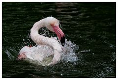 Flamingo-Badetag  -2-