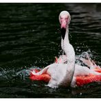 Flamingo-Badetag -3-