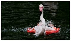 Flamingo-Badetag -3-