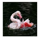 Flamingo-Badetag -4-