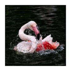 Flamingo-Badetag -4-