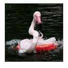 Flamingo-Badetag -5-