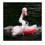 Flamingo-Badetag -5-