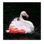 Flamingo-Badetag -6-