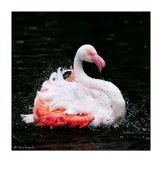 Flamingo-Badetag -6-