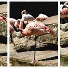 Flamingo-Balett