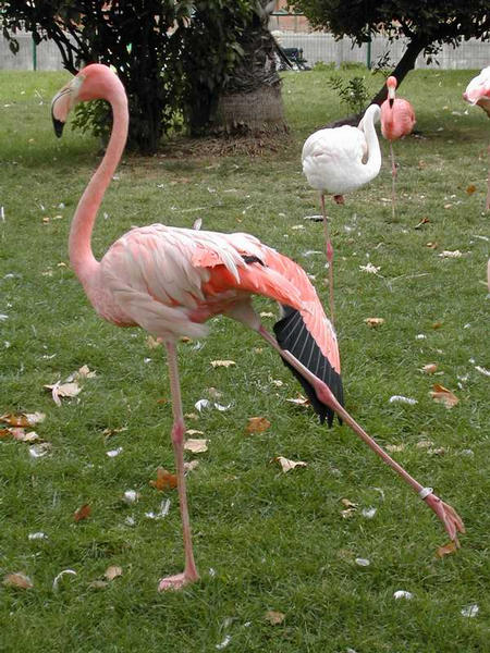 Flamingo Ballet