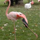 Flamingo Ballet