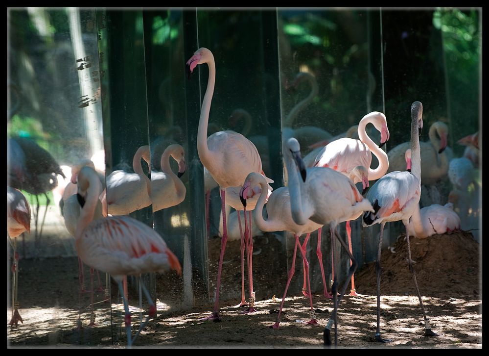 Flamingo Ballett