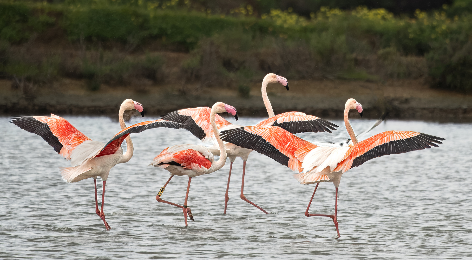 Flamingo-Ballett