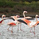 Flamingo-Ballett