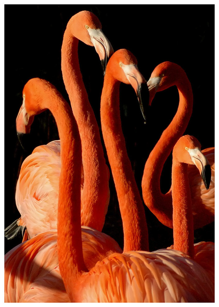 "Flamingo-Ballett"