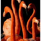 "Flamingo-Ballett"