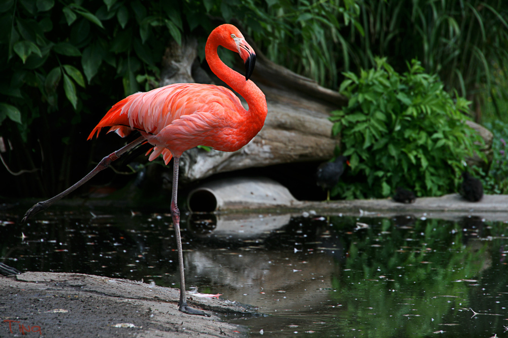 Flamingo Ballett