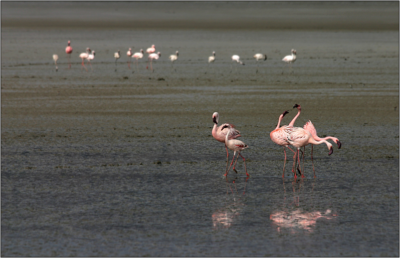 flamingo-ballett