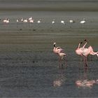 flamingo-ballett