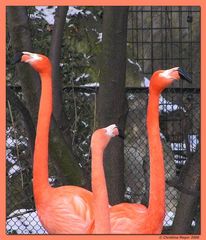 Flamingo-Ballett im Berliner Zoo