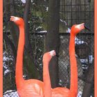 Flamingo-Ballett im Berliner Zoo