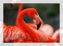 Flamingo von Sascha Bobeth