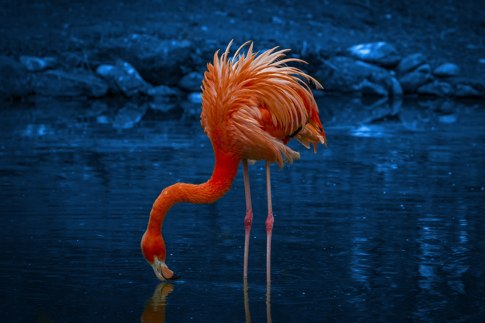 Flamingo