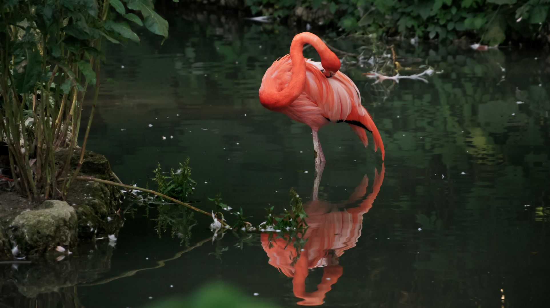 Flamingo