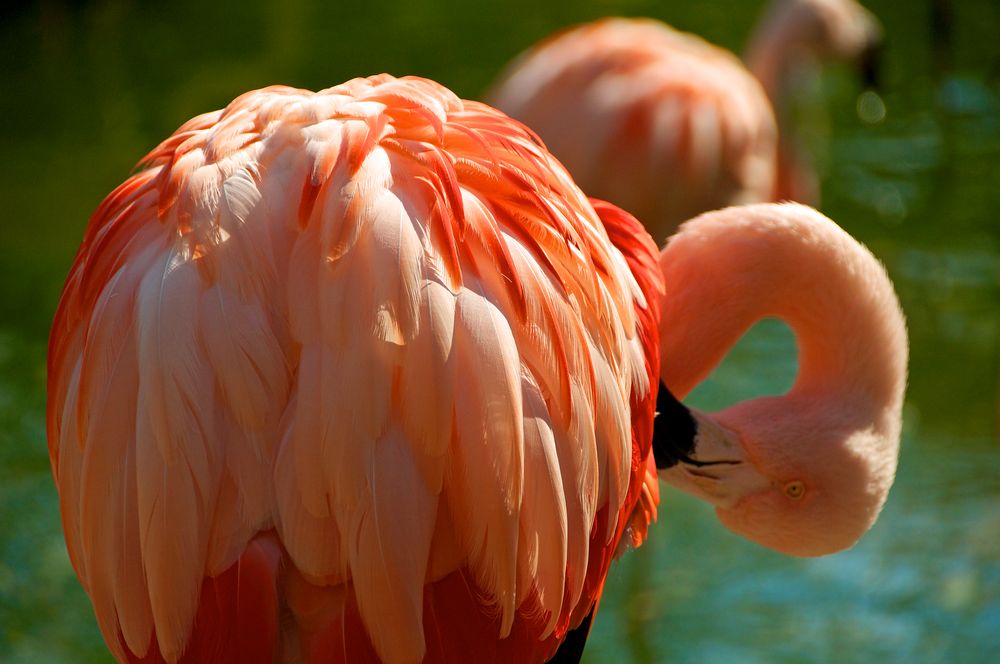 Flamingo von Gerhard Mayerhofer 