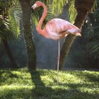 Flamingo Beauty