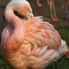 Flamingo bei der Gefiederpflege