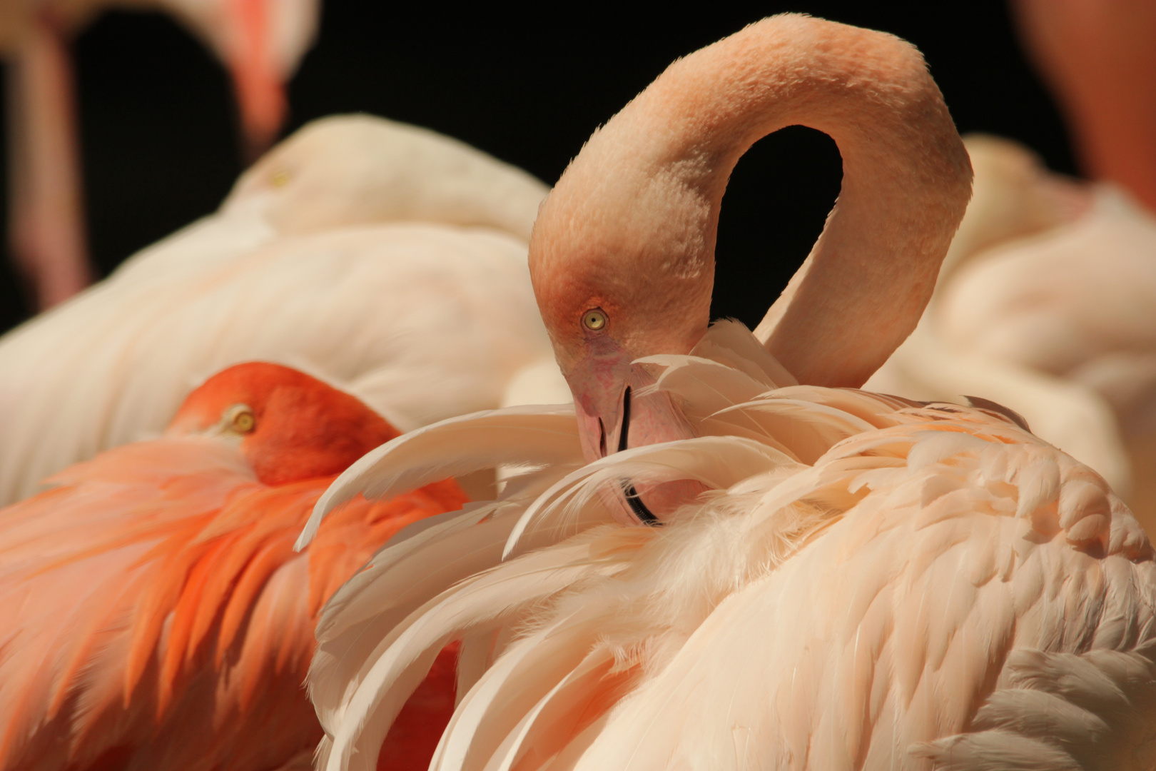 Flamingo bei der Gefiederpflege