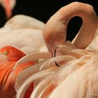 Flamingo bei der Gefiederpflege