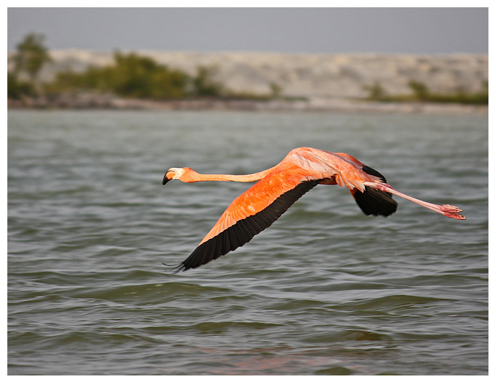 Flamingo bei der Landung...