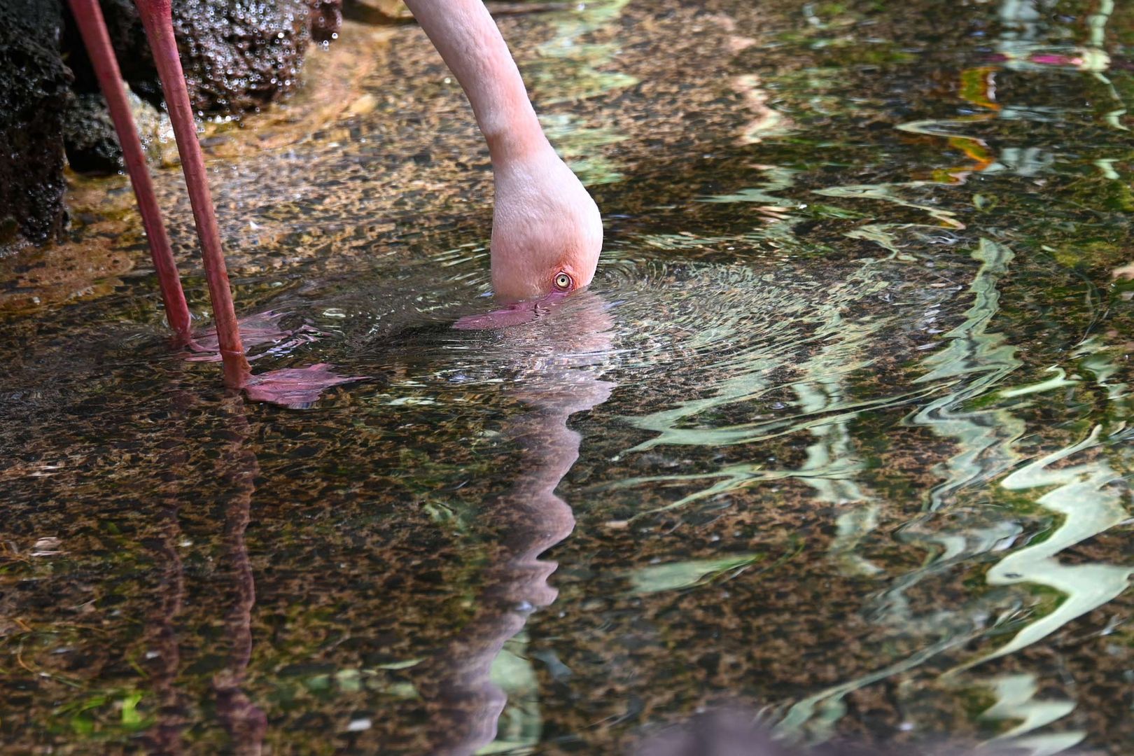 Flamingo bei der Nahrungssuche