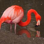 Flamingo bei der Nahrungssuche