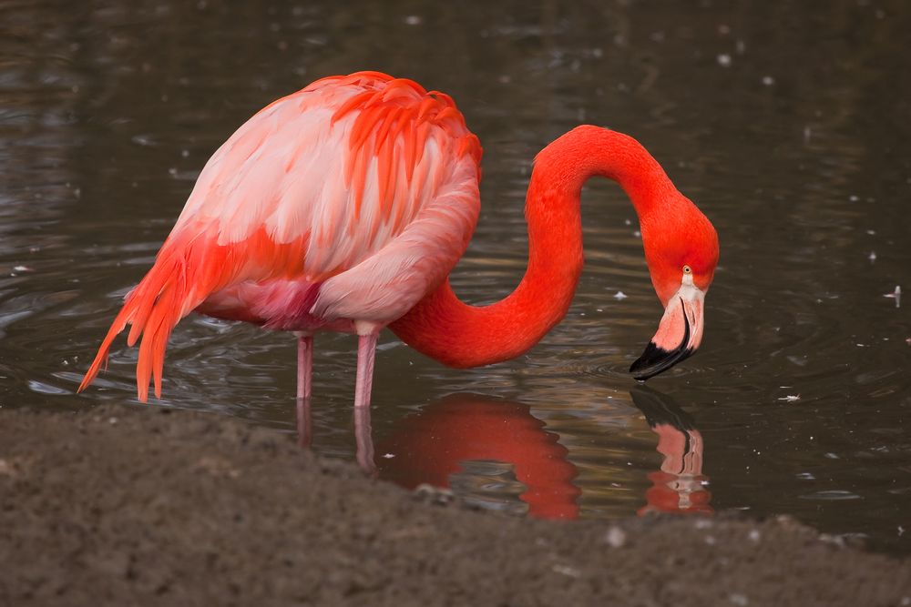 Flamingo bei der Nahrungssuche