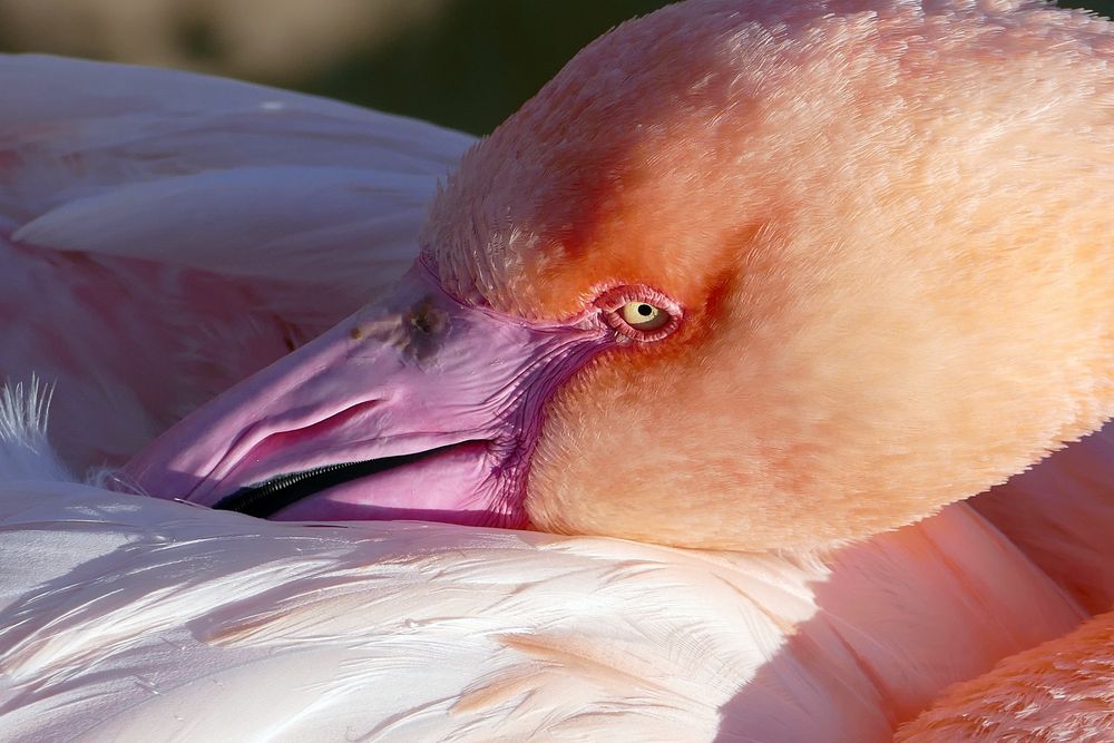 Flamingo bei der Pflege 